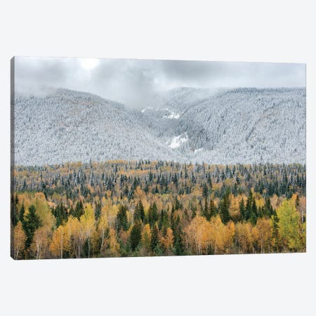 British Columbia, Canada. Mixed tree forest with light dusting of snow, Wells Gray Provincial Park. Canvas Print #JZI13} by Judith Zimmerman Art Print