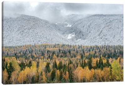 British Columbia, Canada. Mixed tree forest with light dusting of snow, Wells Gray Provincial Park. Canvas Art Print - British Columbia Art
