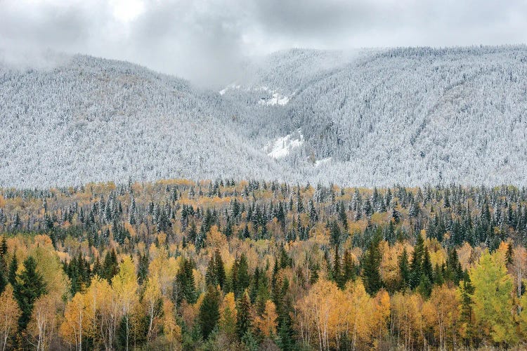 British Columbia, Canada. Mixed tree forest with light dusting of snow, Wells Gray Provincial Park.