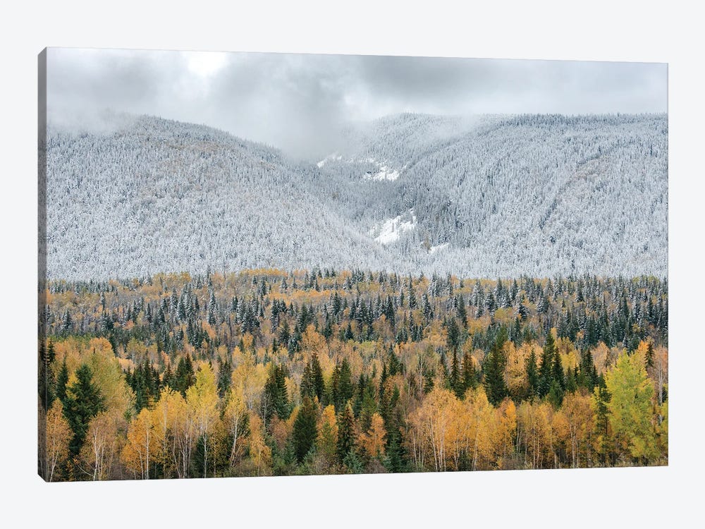 British Columbia, Canada. Mixed tree forest with light dusting of snow, Wells Gray Provincial Park. by Judith Zimmerman 1-piece Canvas Wall Art