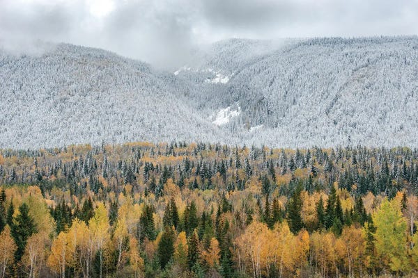 British Columbia, Canada. Mixed tree forest with light dusting of snow, Wells Gray Provincial Park.