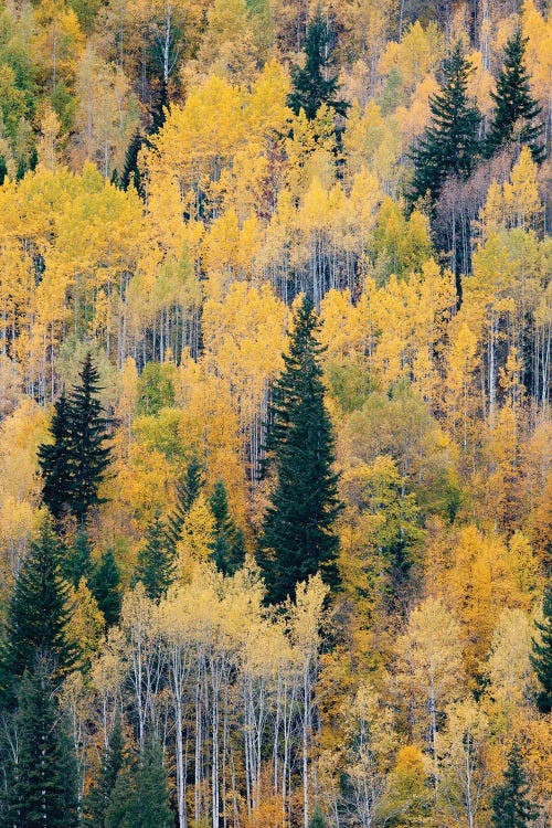 Canada, British Columbia. Autumn aspen and pines, Wells-Gray Provincial Park.