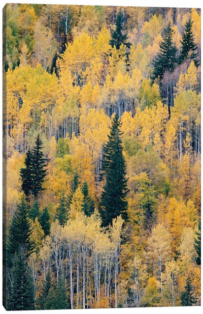 Canada, British Columbia. Autumn aspen and pines, Wells-Gray Provincial Park. Canvas Art Print
