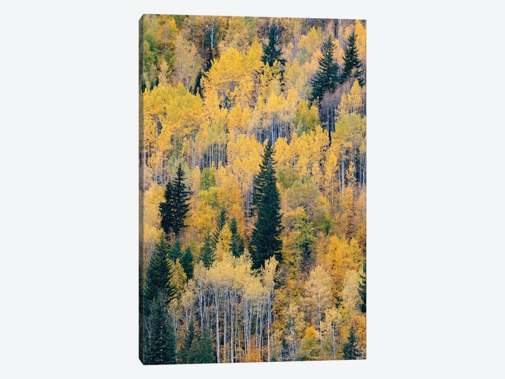 Canada, British Columbia. Autumn aspen and pines, Wells-Gray Provincial Park. by Judith Zimmerman 1-piece Canvas Art Print