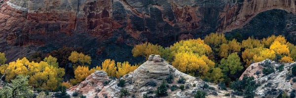 USA, Utah. Autumn cottonwoods and sandstone formations in canyon, Grand Staircase-Escalante National Monument.