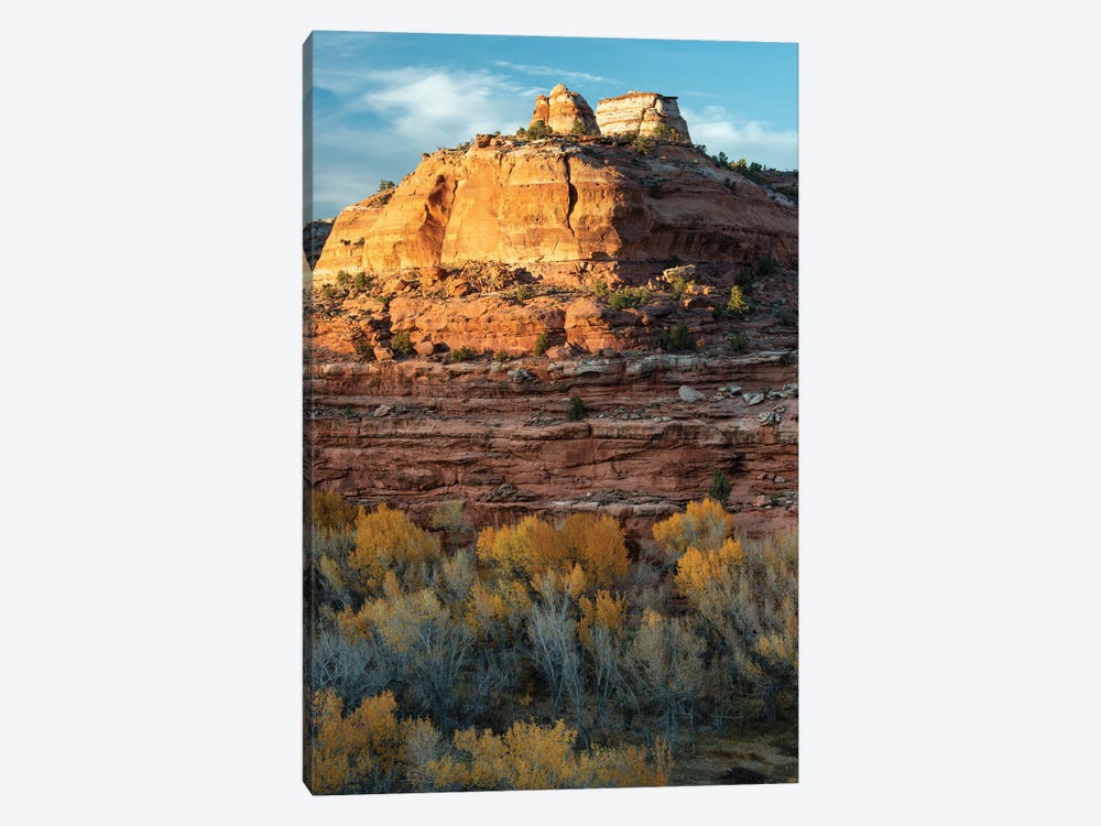 USA, Utah. Last light on sandstone monolith with autumn cottonwoods, Grand Staircase-Escalante National Monument. by Judith Zimmerman 1-piece Canvas Print