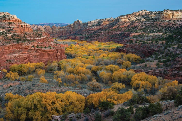 USA, Utah. Autumn cottonwoods and sandstone formations in canyon, Grand Staircase-Escalante National Monument.