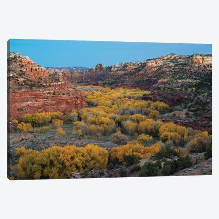 USA, Utah. Autumn cottonwoods and sandstone formations in canyon, Grand Staircase-Escalante National Monument. Canvas Print #JZI19} by Judith Zimmerman Canvas Print