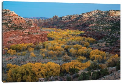 USA, Utah. Autumn cottonwoods and sandstone formations in canyon, Grand Staircase-Escalante National Monument. Canvas Art Print