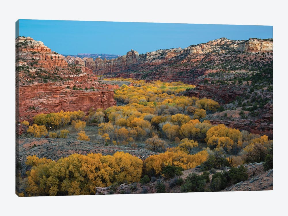 USA, Utah. Autumn cottonwoods and sandstone formations in canyon, Grand Staircase-Escalante National Monument. by Judith Zimmerman 1-piece Canvas Artwork