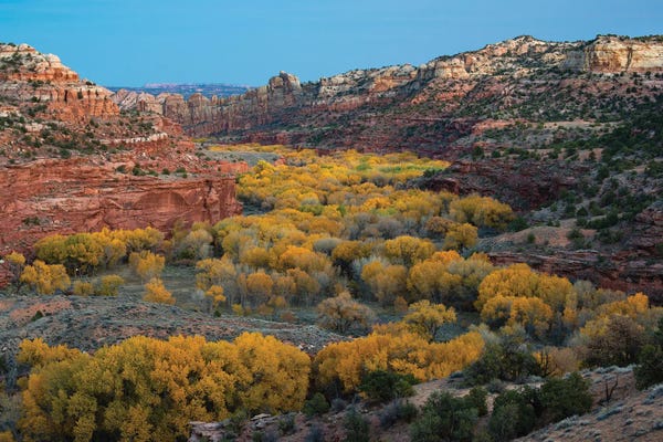 Utah: USA, Utah. Autumn cottonwoods and sandstone formations in canyon, Grand Staircase-Escalante National Monument. by Judith Zimmerman