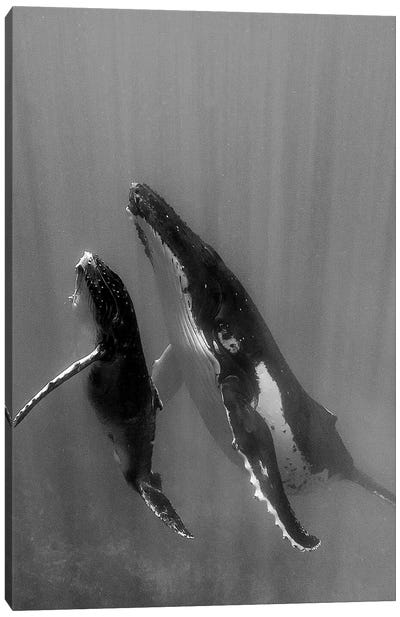 Pacific Islands, Tonga. Mother and Calf, Humpback Whales Canvas Art Print - Humpback Whale Art