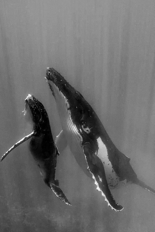 Pacific Islands, Tonga. Mother and Calf, Humpback Whales