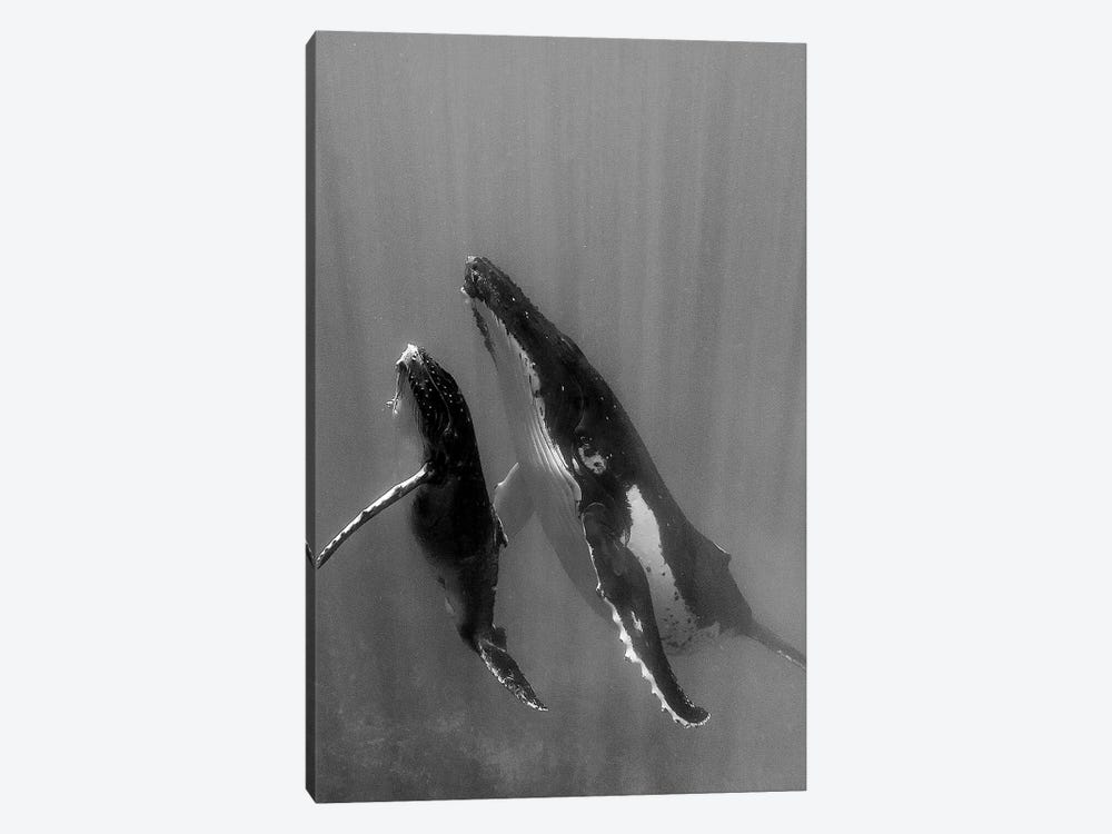 Pacific Islands, Tonga. Mother and Calf, Humpback Whales by Judith Zimmerman 1-piece Canvas Print