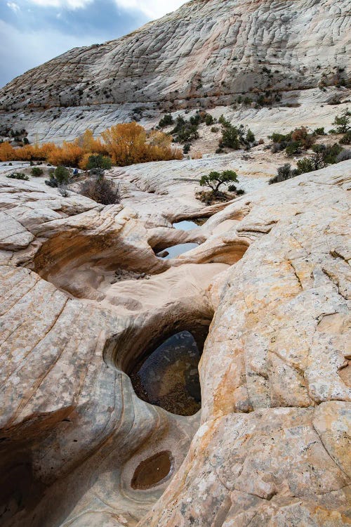 USA, Utah. Waterpockets and autumnal cottonwood trees, Grand Staircase-Escalante National Monument.