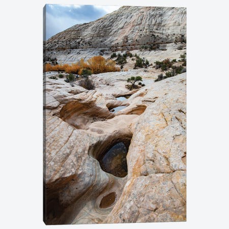 USA, Utah. Waterpockets and autumnal cottonwood trees, Grand Staircase-Escalante National Monument. Canvas Print #JZI20} by Judith Zimmerman Canvas Wall Art