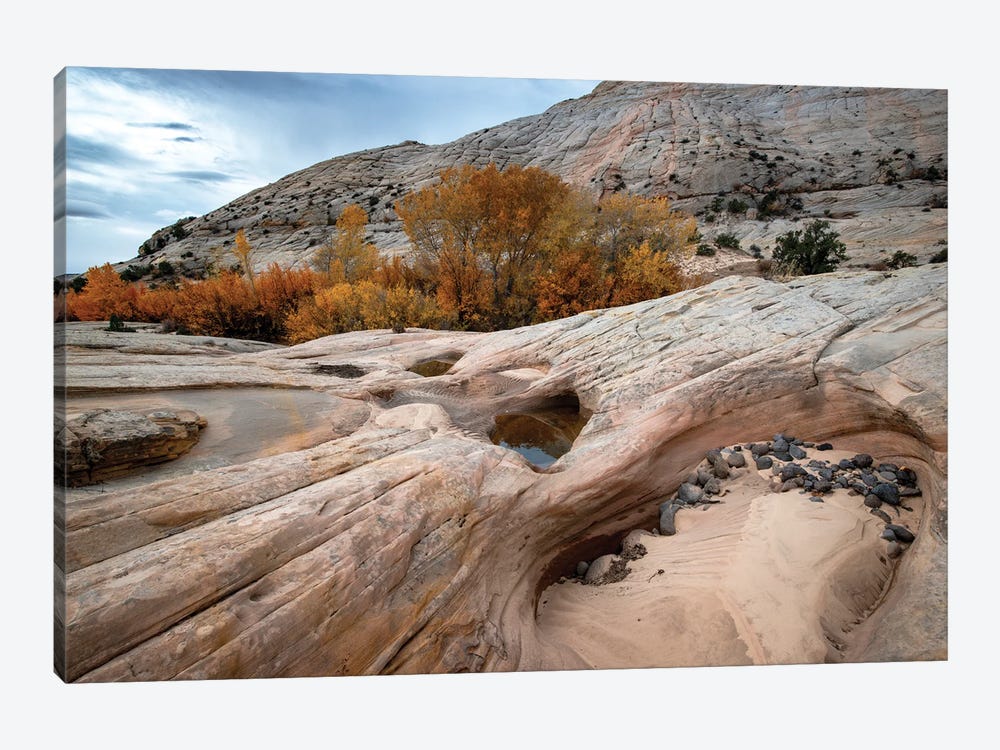 USA, Utah. Waterpockets and autumnal cottonwood trees, Grand Staircase-Escalante National Monument. by Judith Zimmerman 1-piece Art Print
