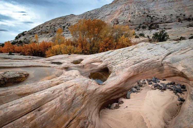 USA, Utah. Waterpockets and autumnal cottonwood trees, Grand Staircase-Escalante National Monument.