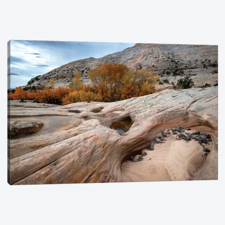 USA, Utah. Waterpockets and autumnal cottonwood trees, Grand Staircase-Escalante National Monument. Canvas Print #JZI21} by Judith Zimmerman Canvas Artwork