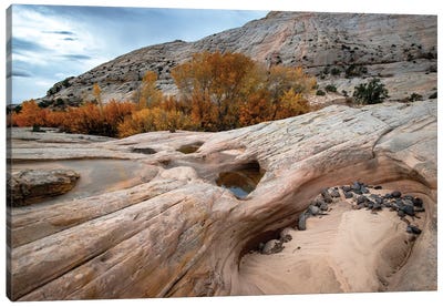 USA, Utah. Waterpockets and autumnal cottonwood trees, Grand Staircase-Escalante National Monument. Canvas Art Print