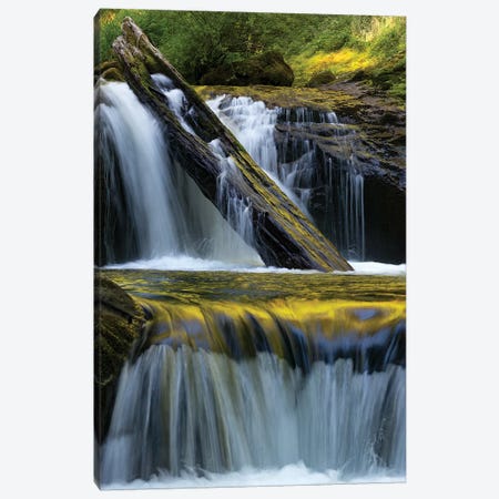 USA. Fallen leaf and waterfall reflections on Sweet Creek, Siuslaw National Forest Canvas Print #JZI3} by Judith Zimmerman Canvas Art