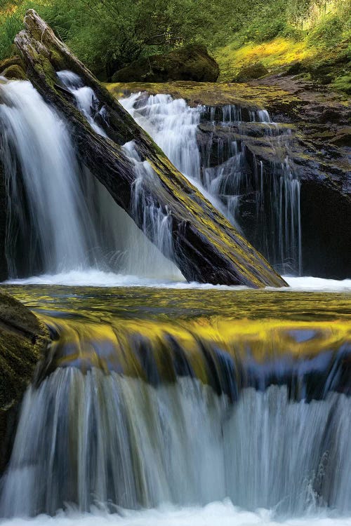 USA. Fallen leaf and waterfall reflections on Sweet Creek, Siuslaw National Forest