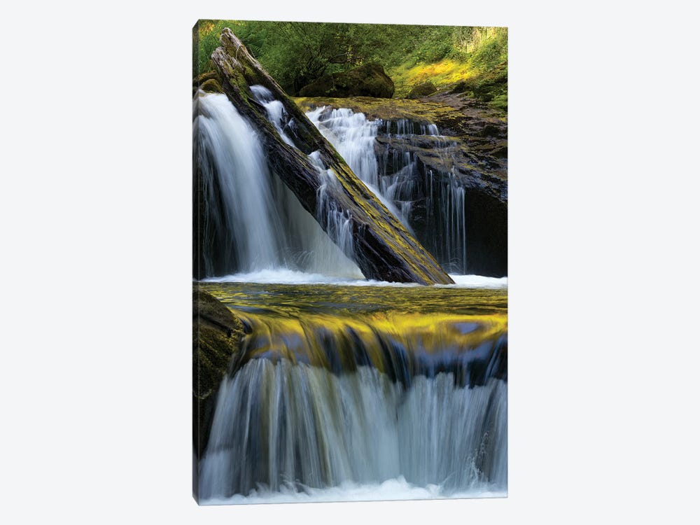 USA. Fallen leaf and waterfall reflections on Sweet Creek, Siuslaw National Forest by Judith Zimmerman 1-piece Canvas Print