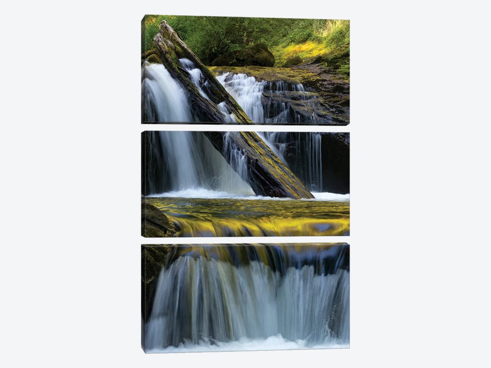 USA. Fallen leaf and waterfall reflections on Sweet Creek, Siuslaw National Forest by Judith Zimmerman 3-piece Canvas Art Print