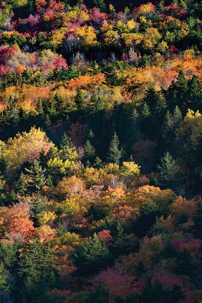 USA, Maine. Autumn foliage viewed from atop The Bubbles near Jordan Pond, Acadia National Park. by Judith Zimmerman framed canvas print