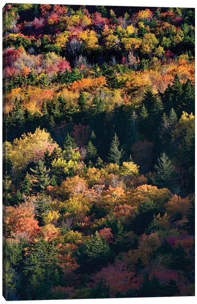 USA, Maine. Autumn foliage viewed from atop The Bubbles near Jordan Pond, Acadia National Park. Canvas Art Print