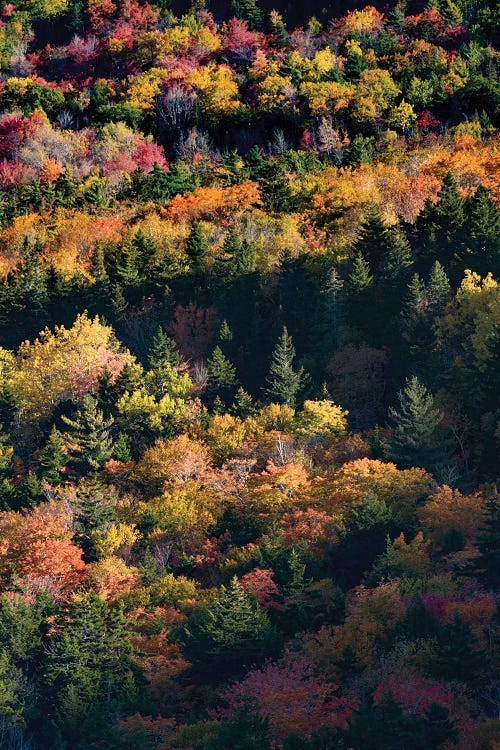 USA, Maine. Autumn foliage viewed from atop The Bubbles near Jordan Pond, Acadia National Park.