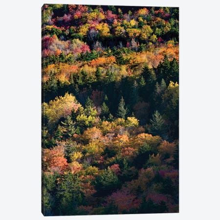 USA, Maine. Autumn foliage viewed from atop The Bubbles near Jordan Pond, Acadia National Park. Canvas Print #JZI4} by Judith Zimmerman Canvas Art Print