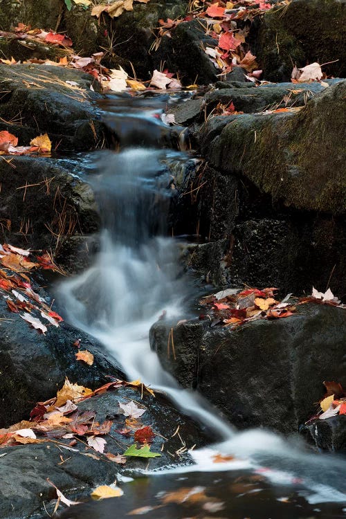 USA, Maine. Autumn leaves along small waterfall on Duck Brook, Acadia National Park.