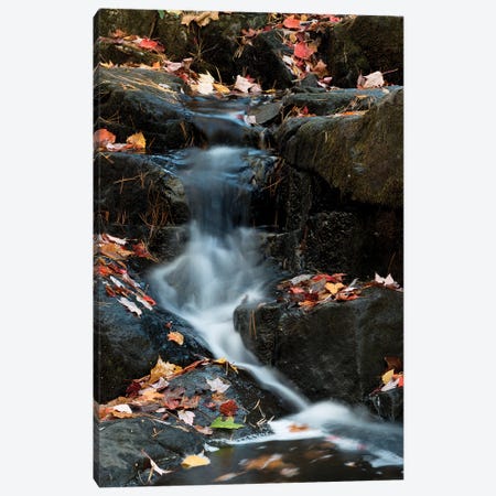 USA, Maine. Autumn leaves along small waterfall on Duck Brook, Acadia National Park. Canvas Print #JZI5} by Judith Zimmerman Canvas Print