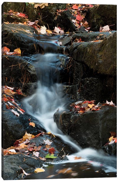 USA, Maine. Autumn leaves along small waterfall on Duck Brook, Acadia National Park. Canvas Art Print