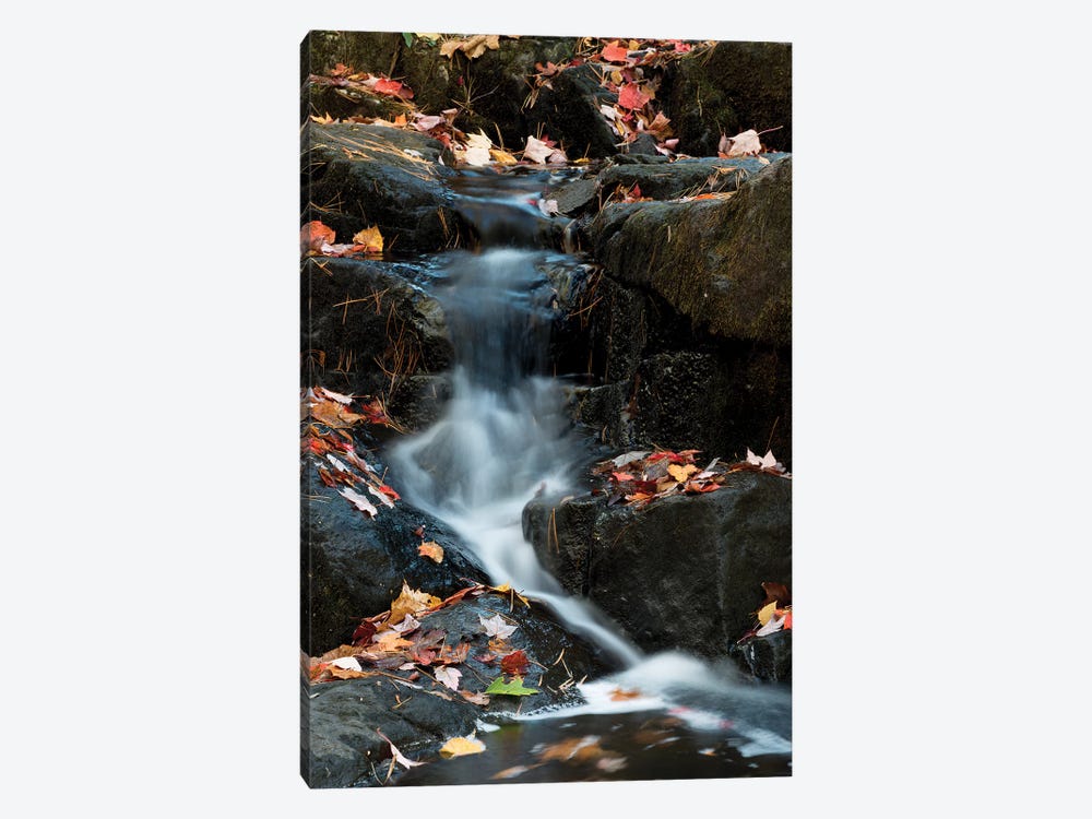 USA, Maine. Autumn leaves along small waterfall on Duck Brook, Acadia National Park. by Judith Zimmerman 1-piece Canvas Art Print