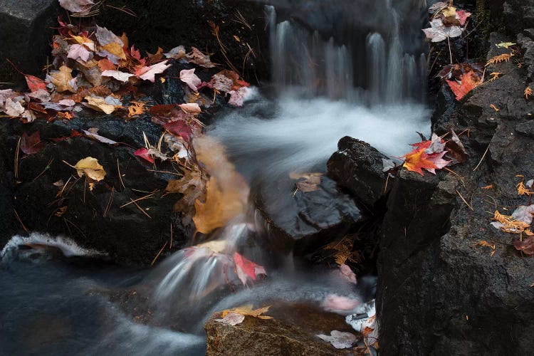 USA, Maine. Autumn leaves along small waterfall on Duck Brook, Acadia National Park.