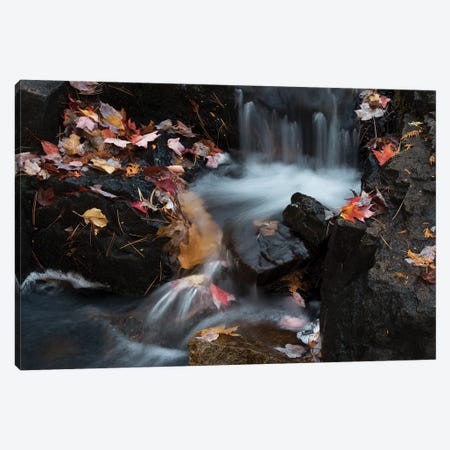 USA, Maine. Autumn leaves along small waterfall on Duck Brook, Acadia National Park. Canvas Print #JZI6} by Judith Zimmerman Canvas Print