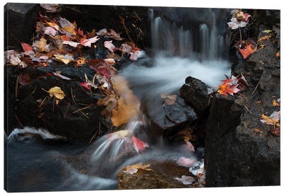 USA, Maine. Autumn leaves along small waterfall on Duck Brook, Acadia National Park. Canvas Art Print - Acadia National Park