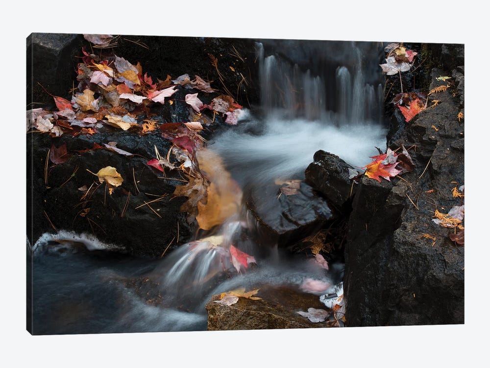 USA, Maine. Autumn leaves along small waterfall on Duck Brook, Acadia National Park. by Judith Zimmerman 1-piece Canvas Artwork