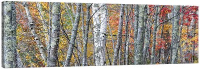 USA, Maine. Colorful autumn foliage in the forests of Sieur de Monts Nature Center. Canvas Art Print - Birch Tree Art