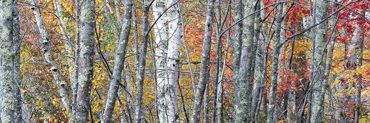 USA, Maine. Colorful autumn foliage in the forests of Sieur de Monts Nature Center.