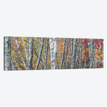 USA, Maine. Colorful autumn foliage in the forests of Sieur de Monts Nature Center. Canvas Print #JZI7} by Judith Zimmerman Art Print