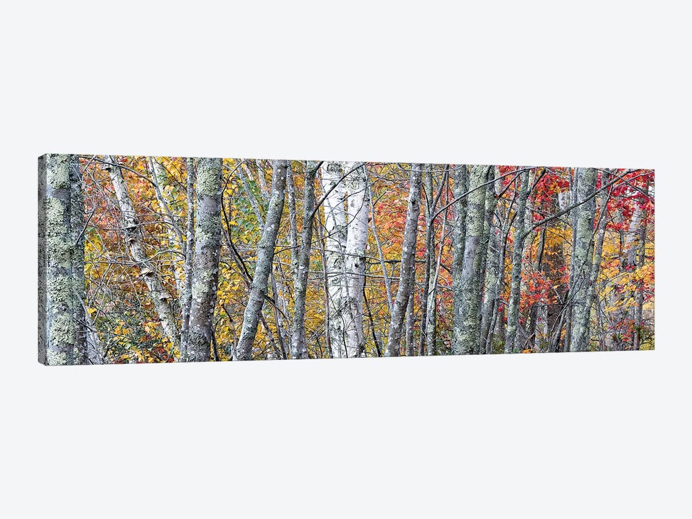 USA, Maine. Colorful autumn foliage in the forests of Sieur de Monts Nature Center. by Judith Zimmerman 1-piece Canvas Print