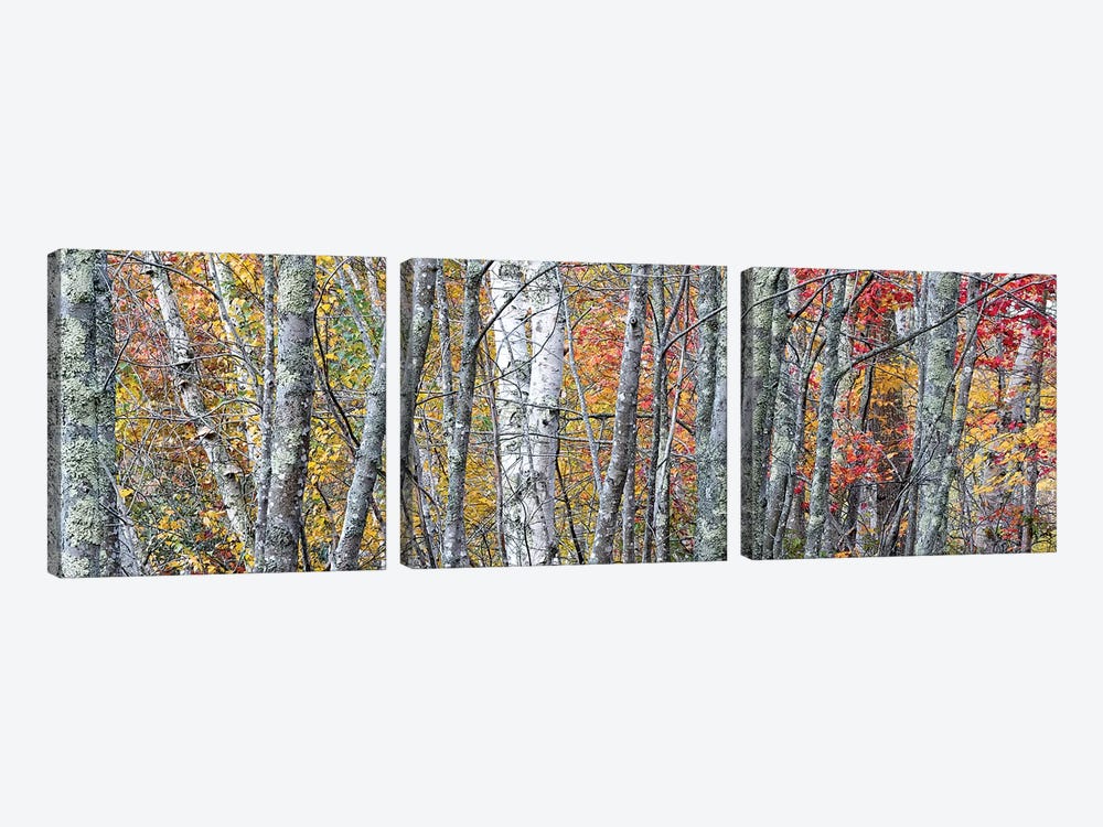 USA, Maine. Colorful autumn foliage in the forests of Sieur de Monts Nature Center. by Judith Zimmerman 3-piece Art Print