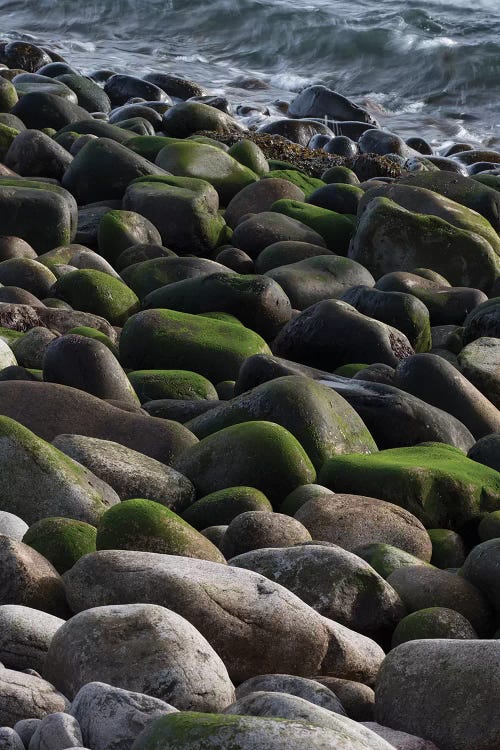 USA, Maine. Moss covered rocks and ocean, Boulder Beach, Acadia National Park.