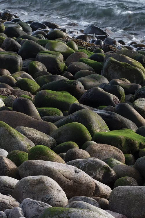 USA, Maine. Moss covered rocks and ocean, Boulder Beach, Acadia National Park.