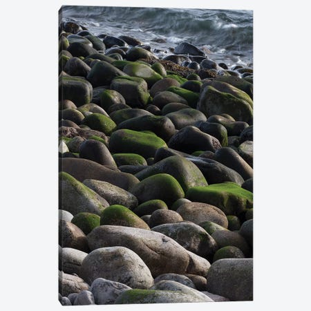 USA, Maine. Moss covered rocks and ocean, Boulder Beach, Acadia National Park. Canvas Print #JZI8} by Judith Zimmerman Canvas Artwork
