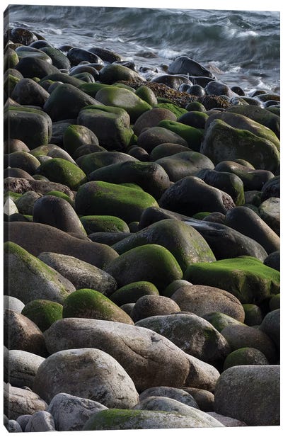 USA, Maine. Moss covered rocks and ocean, Boulder Beach, Acadia National Park. Canvas Art Print