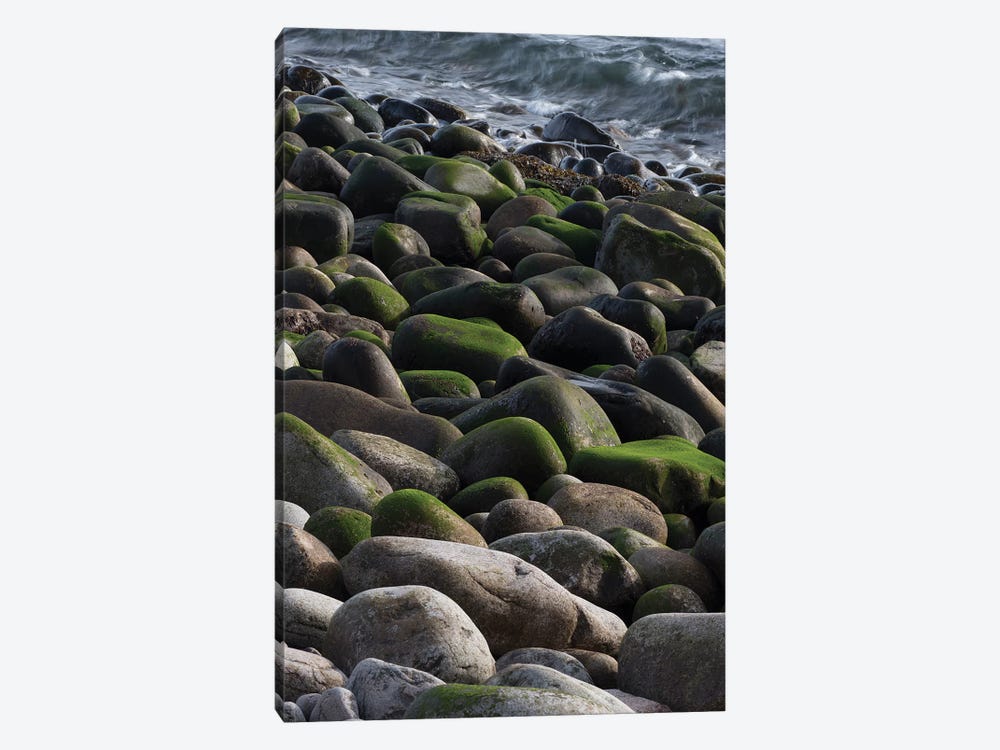USA, Maine. Moss covered rocks and ocean, Boulder Beach, Acadia National Park. by Judith Zimmerman 1-piece Canvas Art
